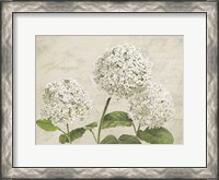 Framed Hydrangeas I (Neutre)