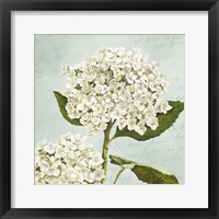 Framed Hydrangeas II (Aqua)