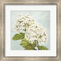 Framed 'Hydrangeas III (Aqua)' border=