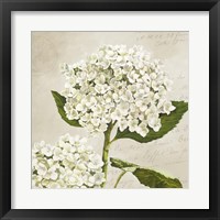 Framed 'Hydrangeas II (Neutre)' border=