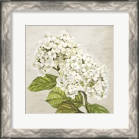 Framed Hydrangeas III (Neutre)