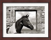Framed Painted Horse (BW)