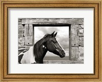 Framed Painted Horse (BW)