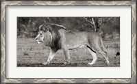 Framed Lion Walking in African Savannah
