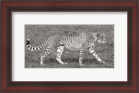 Framed Cheetah Hunting, Masai Mara