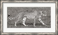 Framed Cheetah Hunting, Masai Mara