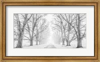 Framed Tree Lined Road in the Snow