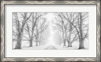 Framed Tree Lined Road in the Snow