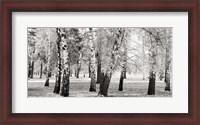 Framed Birches in a Park
