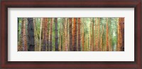 Framed Colors of the Woods