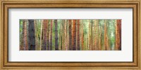 Framed Colors of the Woods