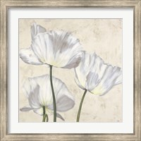 Framed Poppies in White II