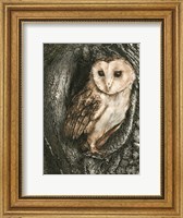 Framed Barn Owl Roost