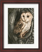 Framed Barn Owl Roost