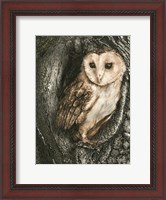 Framed Barn Owl Roost