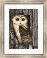 Framed Owl Sentry