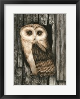 Framed Owl Sentry