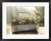 Framed Daffodil Tin