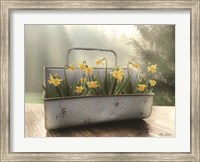 Framed Daffodil Tin