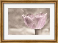 Framed Violet Tulip