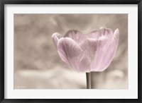 Framed Violet Tulip
