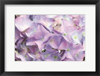 Framed Violet Hydrangeas