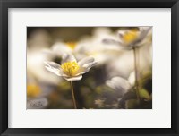 Framed Anemone Up Close