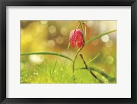 Framed Fritillaria