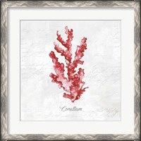 Framed Red Sea Coral