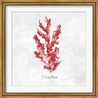 Framed Red Sea Coral