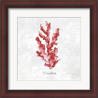 Framed 'Red Sea Coral' border=