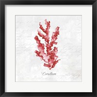 Framed Red Sea Coral