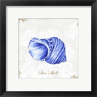 Framed 'Blue Seashell' border=