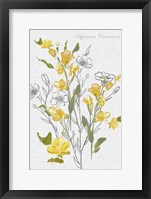 Framed Botantical Yellow Flowers
