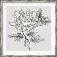 Framed Grey Botanical II