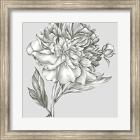 Framed Glorious Peony I