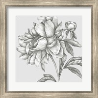 Framed Glorious Peony II