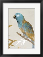 Blue Parrot II Framed Print