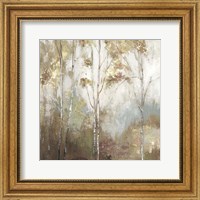 Framed Fine Birch II