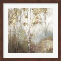 Framed Fine Birch II