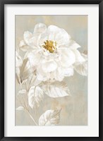 Framed White Rose I