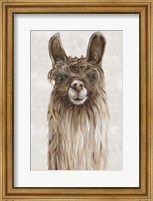 Framed Suri Alpaca I