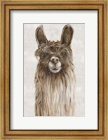 Framed Suri Alpaca I
