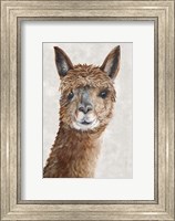 Framed Suri Alpaca II