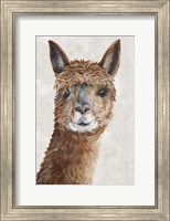 Framed Suri Alpaca II