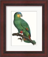 Framed Parrot of the Tropics I