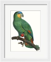 Framed Parrot of the Tropics I
