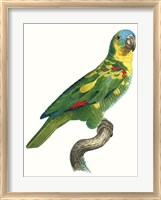 Framed Parrot of the Tropics II
