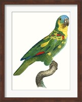 Framed Parrot of the Tropics II