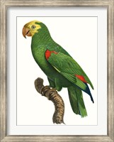 Framed Parrot of the Tropics III